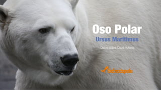 Oso Polar
Ursus Maritimus
Datos sobre Osos Polares
 