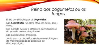 Reino dos cogumelos ou os
fungos
Estão constituídos por os cogumelos.
São heterótrofos (se alimentam de outros seres
vivos).
Sua parede celular é diferente quimicamente
da parede celular das plantas.
São pluricelulares (maioria).
Junto com as bactérias, realizam a reciclagem
da matéria graças ao processo de
decomposição.
 