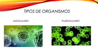 TIPOS DE ORGANISMOS
PLURICELULARESUNICELULARES
 
