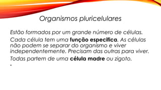 Organismos pluricelulares
Estão formados por um grande número de células.
Cada célula tem uma função especifica. As células
não podem se separar do organismo e viver
independentemente. Precisam das outras para viver.
Todas partem de uma célula madre ou zigoto.
•
 