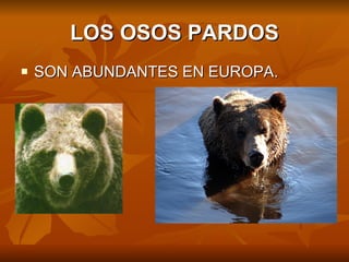 LOS OSOS PARDOS SON ABUNDANTES EN EUROPA.