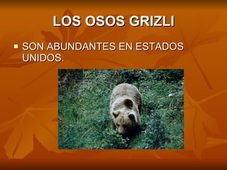 LOS OSOS GRIZLI SON ABUNDANTES EN ESTADOS UNIDOS.