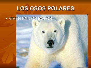 LOS OSOS POLARES VIVEN EN LOS POLOS.
