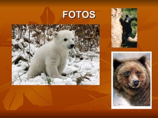 FOTOS