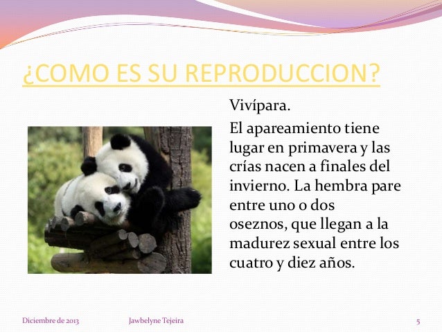 Oso Panda Es Carnivoro Herbivoro O Omnivoro