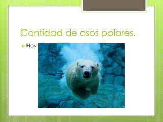 Cantidad de osos polares.
 Hoy en día hay 1.910.099
 