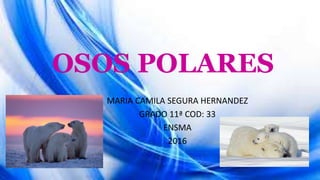 OSOS POLARES
MARIA CAMILA SEGURA HERNANDEZ
GRADO 11ª COD: 33
ENSMA
2016
 