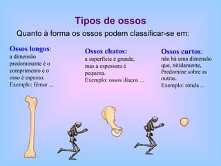 Tipos de ossos Quanto à forma os ossos podem classificar-se em: Ossos longos : a dimensão predominante é o comprimento e o osso é espesso. Exemplo: fémur ...  Ossos chatos: a superfície é grande, mas a espessura é pequena. Exemplo : ossos ilíacos ... Ossos curtos :   não há uma dimensão que, nitidamente, Predomine sobre as outras. Exemplo: rótula ...   