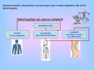 Deformações da coluna vertebral   Devemos manter uma postura correcta para que o nosso esqueleto não sofra deformações. DEFORMAÇÕES CIFOSE (Costas arqueadas) ESCOLIOSE (desvio lateral da coluna) LORDOSE (curvatura excessiva  na região lombar 