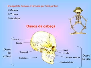 Ossos da cabeça O esqueleto humano é formado por três partes:    Cabeça    Tronco    Membros Parietal Frontal Occipital Temporal Nasal Malar Maxilar  superior Maxilar inferior Ossos  do crânio Ossos da face 