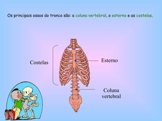 Os principais ossos do tronco são: a  coluna vertebral , o  esterno  e as  costelas . Esterno Coluna vertebral Costelas 