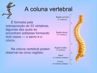 A coluna vertebral É formada pela sobreposição de 33 vértebras, algumas das quais se encontram soldadas formando dois ossos — o sacro e o cóccix. Na coluna vertebral podem observar-se cinco regiões: Região cervical ( 7 vértebras ) Região dorsal (12 vértebras) Região lombar (5 vértebras) Sacro (5 vértebras soldadas) Cóccix (4 vértebras soldadas) 