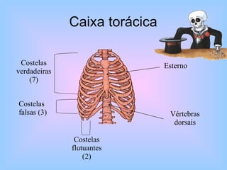 Caixa torácica Esterno Vértebras dorsais Costelas verdadeiras (7) Costelas falsas (3) Costelas flutuantes (2) 