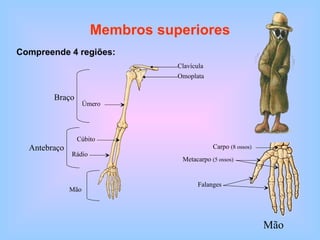 Membros superiores Compreende 4 regiões:  Mão Clavícula Omoplata Úmero Braço Antebraço Rádio Cúbito Mão Carpo  (8 ossos) Falanges Metacarpo  (5 ossos) 