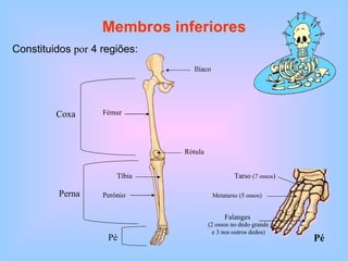 Membros inferiores Constituidos  por  4 regiões: Pé Ilíaco Fémur Coxa Tíbia Perónio Perna Pé Rótula Metatarso   (5 ossos) Tarso  (7 ossos ) Falanges  (2 ossos no dedo grande e 3 nos outros dedos) 
