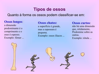 Tipos de ossos
Quanto à forma os ossos podem classificar-se em:
Ossos longos:
a dimensão
predominante é o
comprimento e o
osso é espesso.
Exemplo: fémur ...
Ossos chatos:
a superfície é grande,
mas a espessura é
pequena.
Exemplo: ossos ilíacos ...
Ossos curtos:
não há uma dimensão
que, nitidamente,
Predomine sobre as
outras.
Exemplo: rótula ...
 