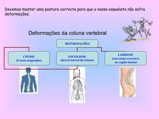 Deformações da coluna vertebral
DEFORMAÇÕES
CIFOSE
(Costas arqueadas)
ESCOLIOSE
(desvio lateral da coluna)
LORDOSE
(curvatura excessiva
na região lombar
Devemos manter uma postura correcta para que o nosso esqueleto não sofra
deformações.
 