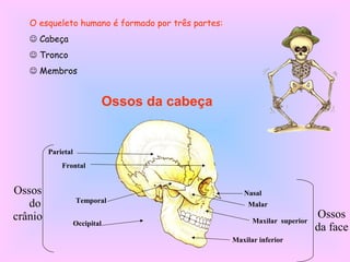 Ossos da cabeça
Parietal
Frontal
Occipital
Temporal
Nasal
Malar
Maxilar superior
Maxilar inferior
Ossos
do
crânio Ossos
da face
O esqueleto humano é formado por três partes:
 Cabeça
 Tronco
 Membros
 