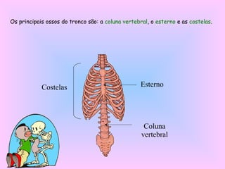 Esterno
Coluna
vertebral
Costelas
Os principais ossos do tronco são: a coluna vertebral, o esterno e as costelas.
 