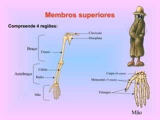 Membros superiores
Compreende 4 regiões:
Clavícula
Omoplata
Úmero
Braço
Antebraço
Rádio
Cúbito
Mão
Carpo (8 ossos)
Falanges
Metacarpo (5 ossos)
Mão
 