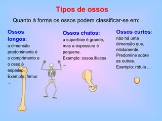 Tipos de ossos
Quanto à forma os ossos podem classificar-se em:
Ossos
longos:
a dimensão
predominante é
o comprimento e
o osso é
espesso.
Exemplo: fémur
...
Ossos chatos:
a superfície é grande,
mas a espessura é
pequena.
Exemplo: ossos ilíacos
...
Ossos curtos:
não há uma
dimensão que,
nitidamente,
Predomine sobre
as outras.
Exemplo: rótula ...
 