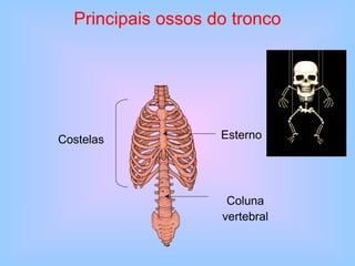 Esterno
Coluna
vertebral
Costelas
Principais ossos do tronco
 