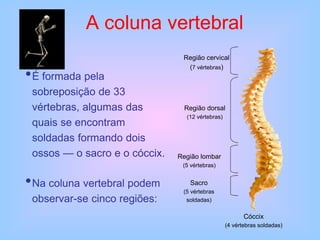 A coluna vertebral
•É formada pela
sobreposição de 33
vértebras, algumas das
quais se encontram
soldadas formando dois
ossos — o sacro e o cóccix.
•Na coluna vertebral podem
observar-se cinco regiões:
Região cervical
(7 vértebras)
Região dorsal
(12 vértebras)
Região lombar
(5 vértebras)
Sacro
(5 vértebras
soldadas)
Cóccix
(4 vértebras soldadas)
 