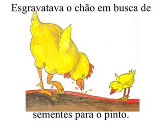 Esgravatava o chão em busca de

sementes para o pinto.

 