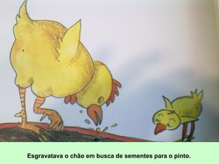 Esgravatava o chão em busca de sementes para o pinto.
 