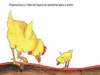 Esgravatava o chão em busca de sementes para o pinto.
 