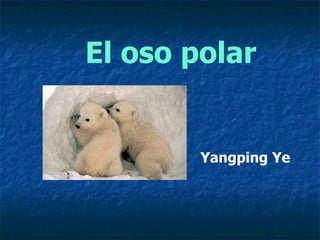 El oso polar Yangping Ye 
