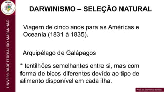 Prof. Dr. Hermínio Benítez
Prof. Dr. Hermínio Benítez
UNIVERSIDADE
FEDERAL
DO
MARANHÃO
DARWINISMO – SELEÇÃO NATURAL
Viagem de cinco anos para as Américas e
Oceania (1831 à 1835).
Arquipélago de Galápagos
* tentilhões semelhantes entre si, mas com
forma de bicos diferentes devido ao tipo de
alimento disponível em cada ilha.
 