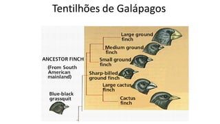 Tentilhões de Galápagos
 