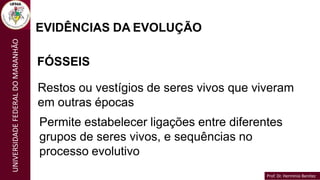 Prof. Dr. Hermínio Benítez
Prof. Dr. Hermínio Benítez
UNIVERSIDADE
FEDERAL
DO
MARANHÃO
EVIDÊNCIAS DA EVOLUÇÃO
FÓSSEIS
Restos ou vestígios de seres vivos que viveram
em outras épocas
Permite estabelecer ligações entre diferentes
grupos de seres vivos, e sequências no
processo evolutivo
 