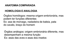 ANATOMIA COMPARADA
HOMOLOGIA E ANALOGIA
Órgãos homólogos: mesma origem embrionária, mas
podem ter funções diferentes
Ex: asa de morcego, nadadeira de baleia, pata
do cavalo, braço do homem
Órgãos análogos: origem embrionária diferente, mas
desempenham a mesma função
Ex: asas das aves e asas dos insetos
 