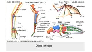 Órgãos homólogos
 