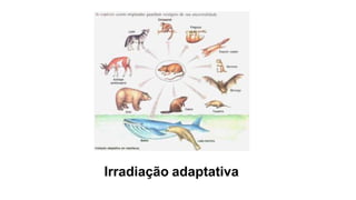 Irradiação adaptativa
 
