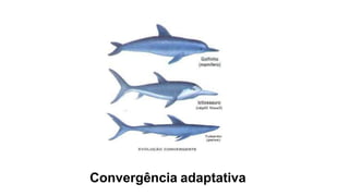 Convergência adaptativa
 