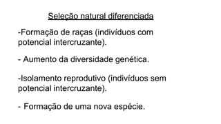 Seleção natural diferenciada
-Formação de raças (indivíduos com
potencial intercruzante).
- Aumento da diversidade genética.
-Isolamento reprodutivo (indivíduos sem
potencial intercruzante).
- Formação de uma nova espécie.
 