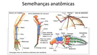 Semelhanças anatômicas
 