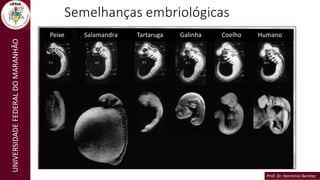 Prof. Dr. Hermínio Benítez
Prof. Dr. Hermínio Benítez
UNIVERSIDADE
FEDERAL
DO
MARANHÃO Semelhanças embriológicas
Peixe Salamandra Tartaruga Galinha Coelho Humano
 