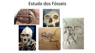 Estudo dos Fósseis
 