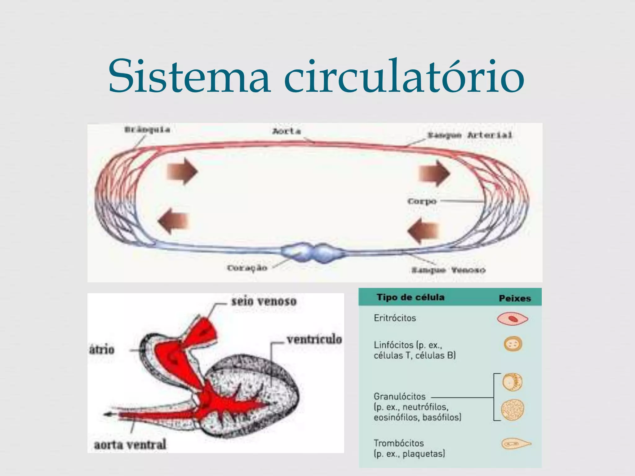 Sistema circulatório 
 