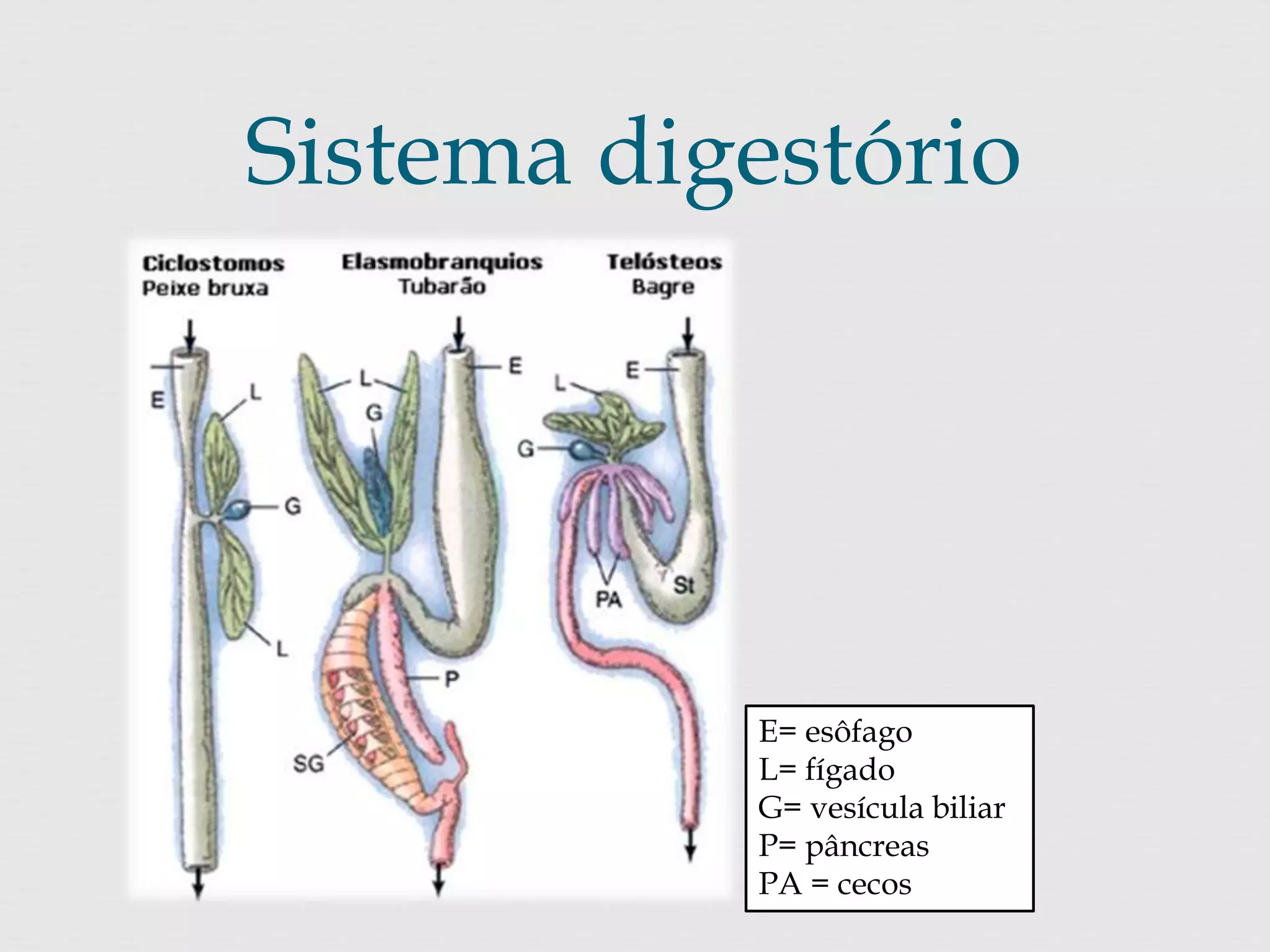 Sistema digestório 
E= esôfago 
L= fígado 
G= vesícula biliar 
P= pâncreas 
PA = cecos 
 