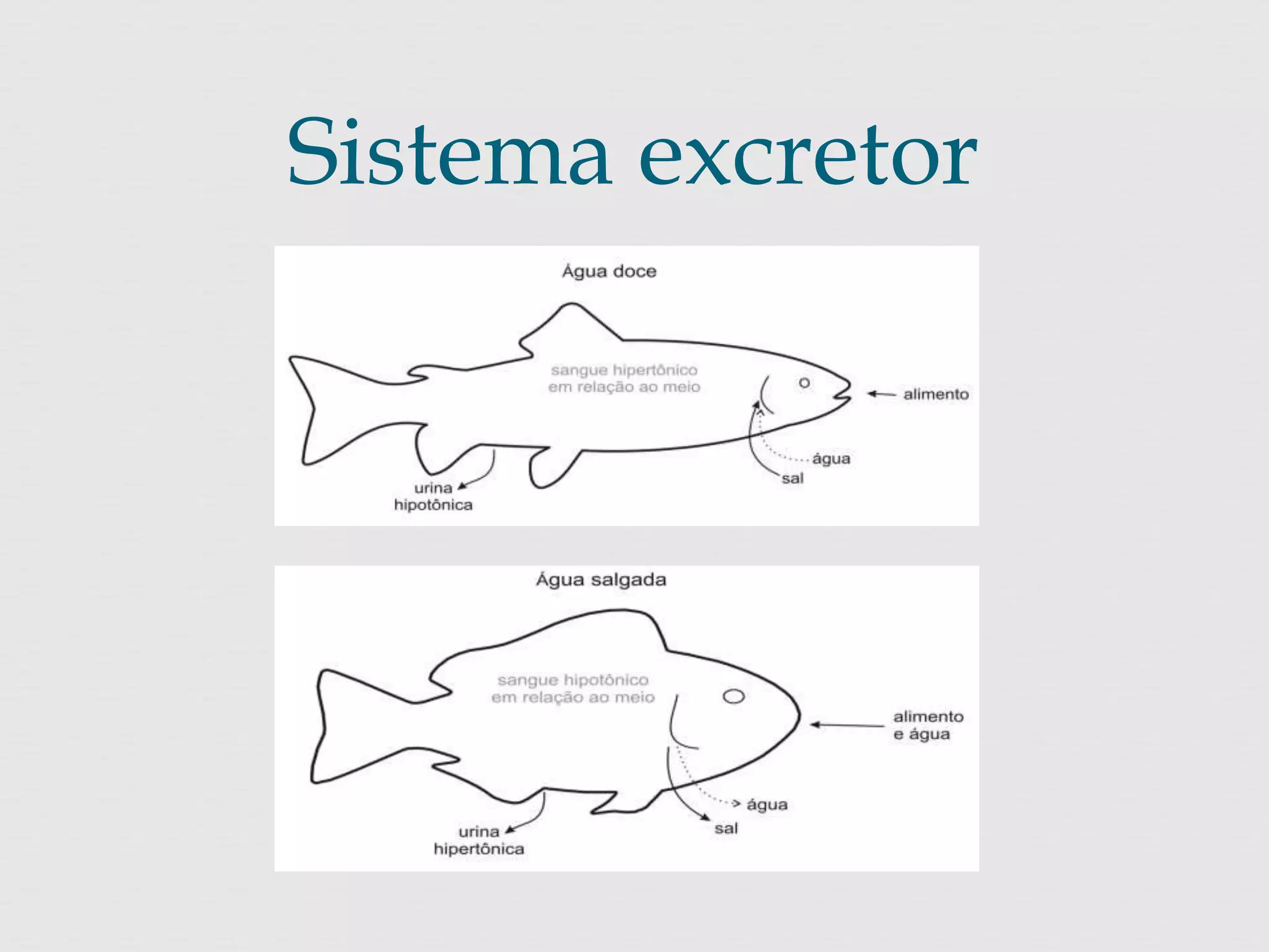 Sistema excretor 
 