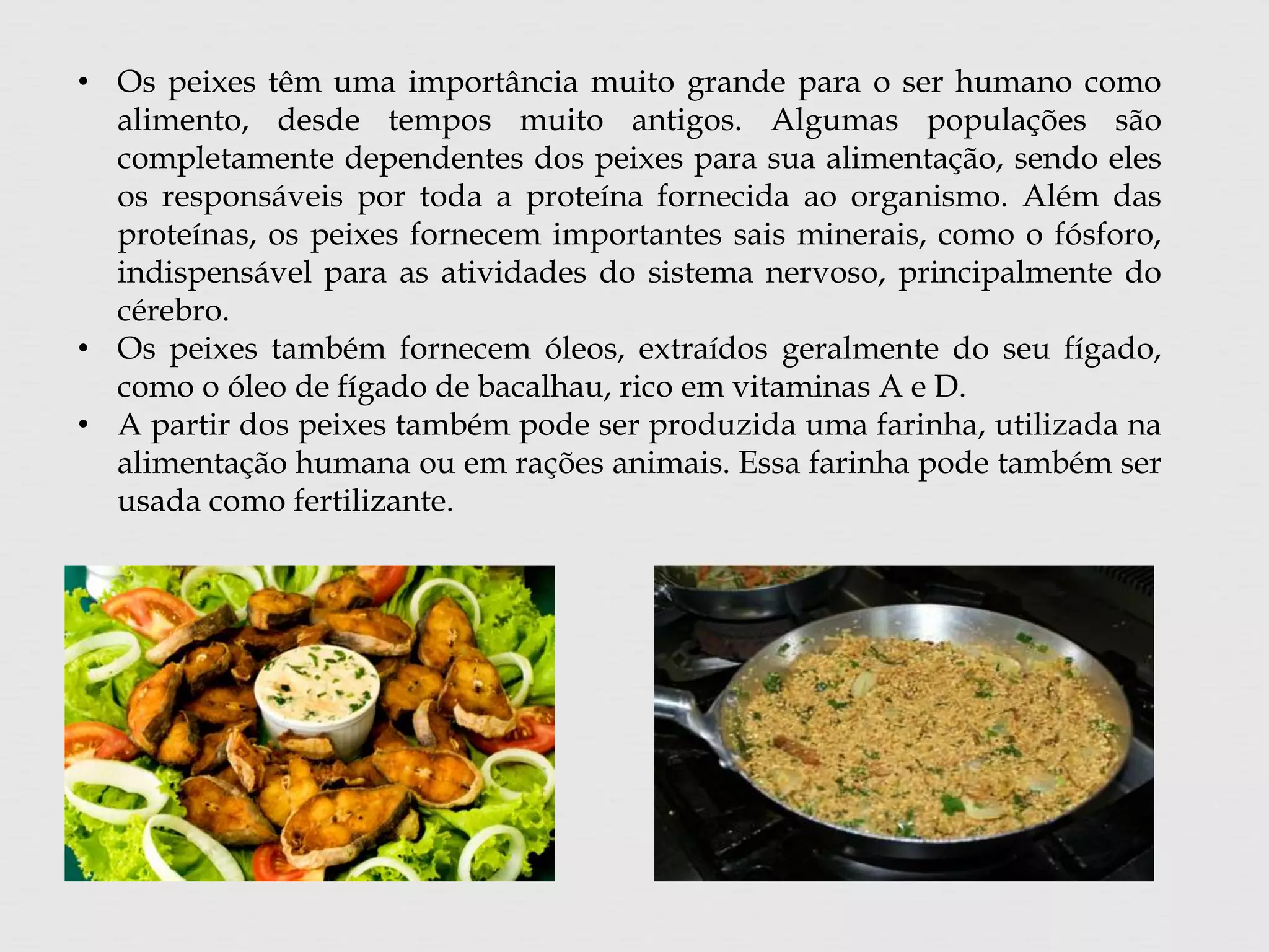• Os peixes têm uma importância muito grande para o ser humano como 
alimento, desde tempos muito antigos. Algumas populações são 
completamente dependentes dos peixes para sua alimentação, sendo eles 
os responsáveis por toda a proteína fornecida ao organismo. Além das 
proteínas, os peixes fornecem importantes sais minerais, como o fósforo, 
indispensável para as atividades do sistema nervoso, principalmente do 
cérebro. 
• Os peixes também fornecem óleos, extraídos geralmente do seu fígado, 
como o óleo de fígado de bacalhau, rico em vitaminas A e D. 
• A partir dos peixes também pode ser produzida uma farinha, utilizada na 
alimentação humana ou em rações animais. Essa farinha pode também ser 
usada como fertilizante. 
 