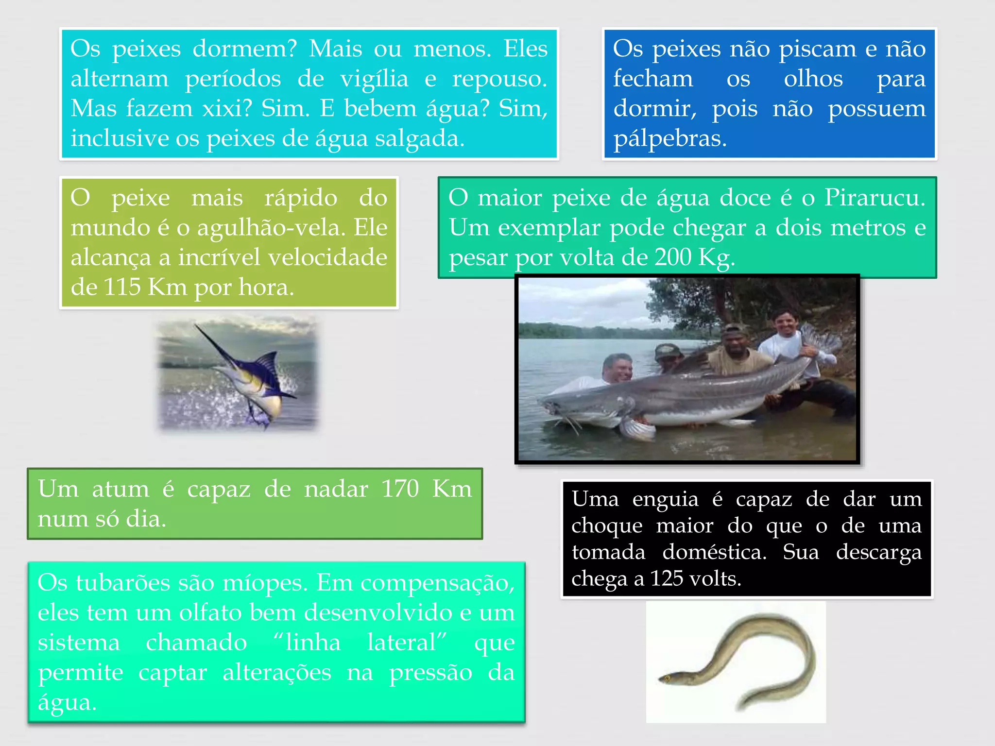 Os peixes dormem? Mais ou menos. Eles 
alternam períodos de vigília e repouso. 
Mas fazem xixi? Sim. E bebem água? Sim, 
inclusive os peixes de água salgada. 
Os peixes não piscam e não 
fecham os olhos para 
dormir, pois não possuem 
pálpebras. 
O maior peixe de água doce é o Pirarucu. 
Um exemplar pode chegar a dois metros e 
pesar por volta de 200 Kg. 
O peixe mais rápido do 
mundo é o agulhão-vela. Ele 
alcança a incrível velocidade 
de 115 Km por hora. 
Um atum é capaz de nadar 170 Km 
num só dia. 
Os tubarões são míopes. Em compensação, 
eles tem um olfato bem desenvolvido e um 
sistema chamado “linha lateral” que 
permite captar alterações na pressão da 
água. 
Uma enguia é capaz de dar um 
choque maior do que o de uma 
tomada doméstica. Sua descarga 
chega a 125 volts. 
 
