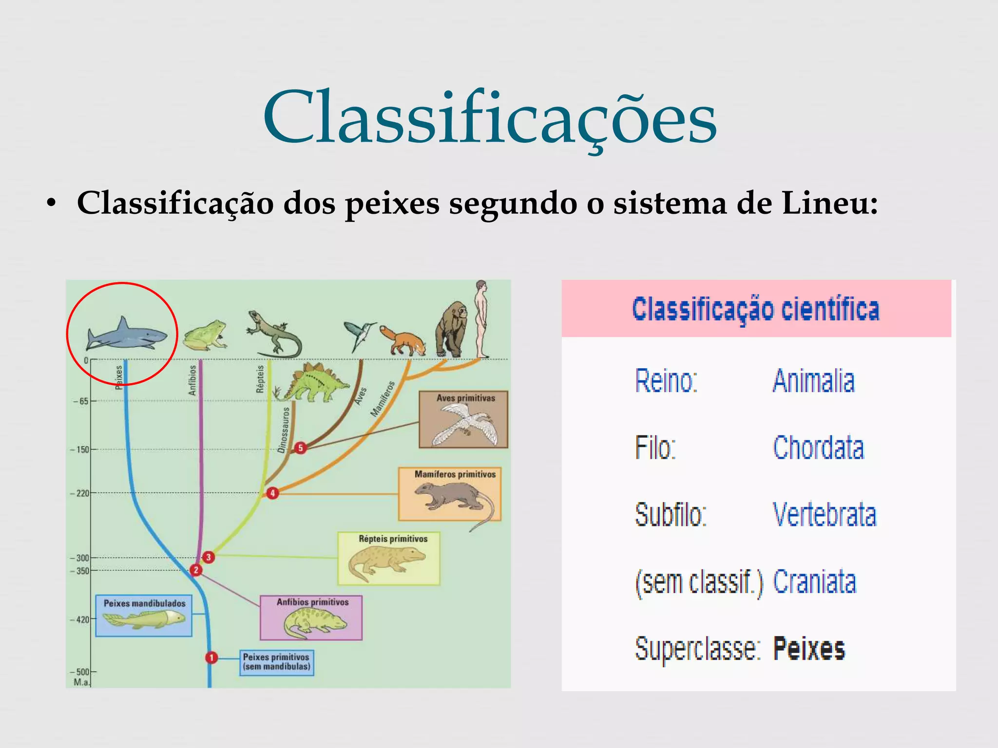 Classificações 
• Classificação dos peixes segundo o sistema de Lineu: 
 