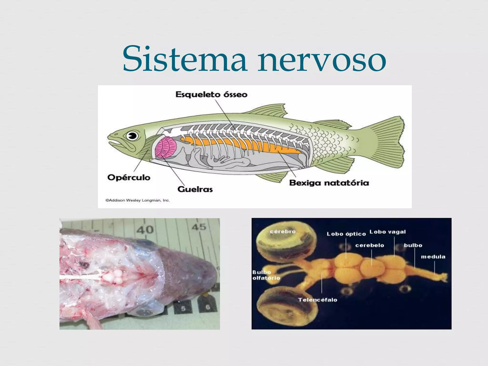 Sistema nervoso 
 