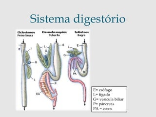 Sistema digestório 
E= esôfago 
L= fígado 
G= vesícula biliar 
P= pâncreas 
PA = cecos 
 